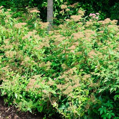 Spiraea japonica Shirobana
