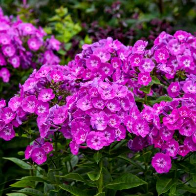 Phlox paniculata Garden Girls™ Dream Girl