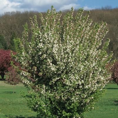 Malus x zumi var. calocarpa 