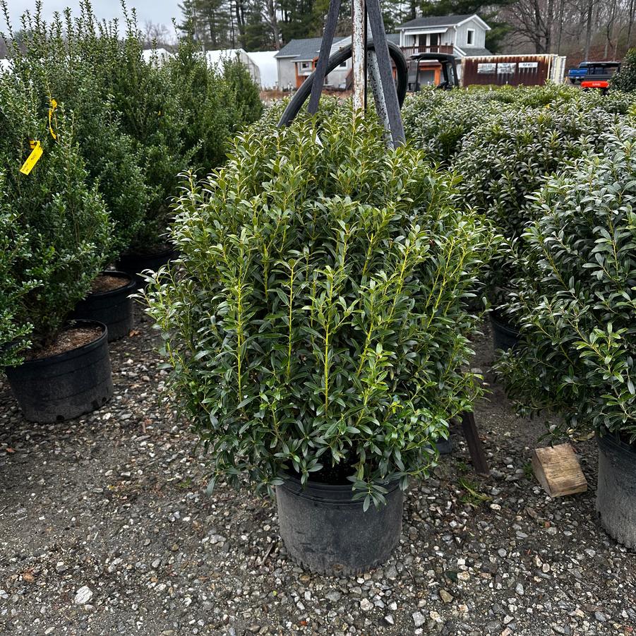 Ilex glabra Shamrock