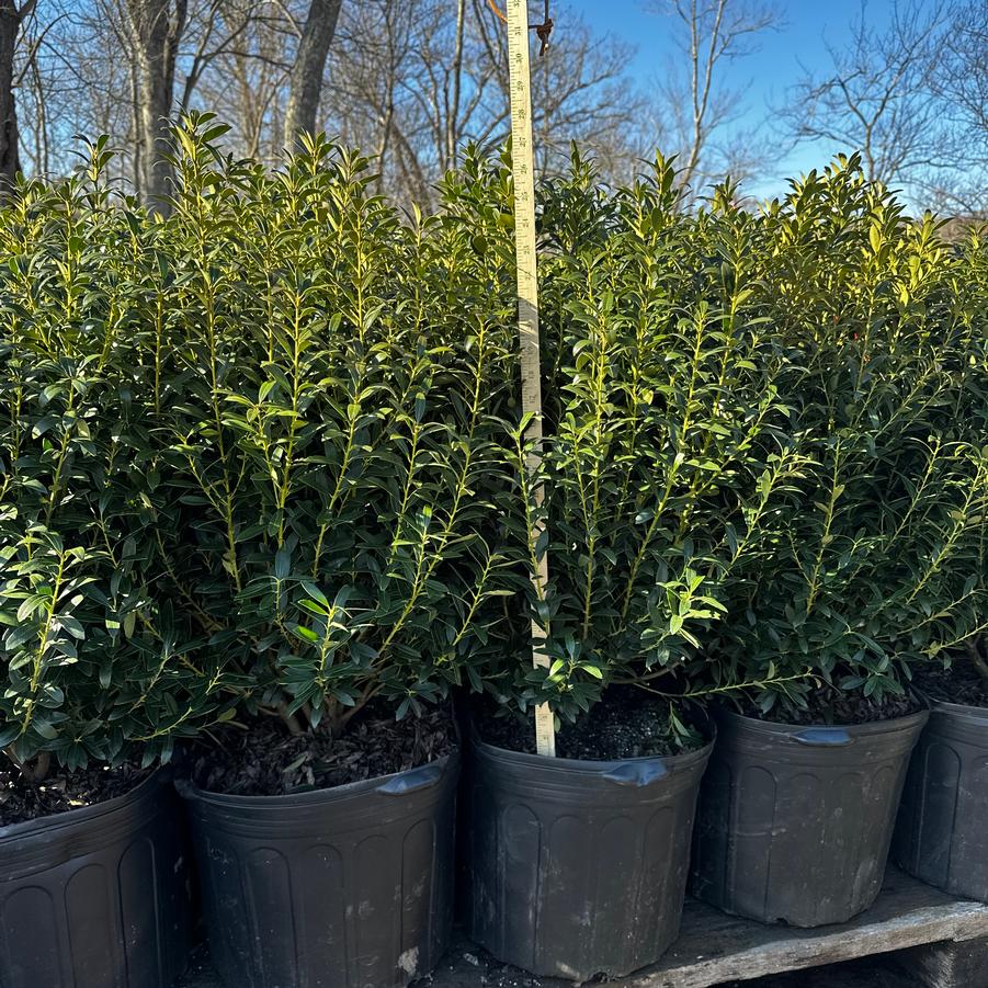 Ilex glabra Shamrock