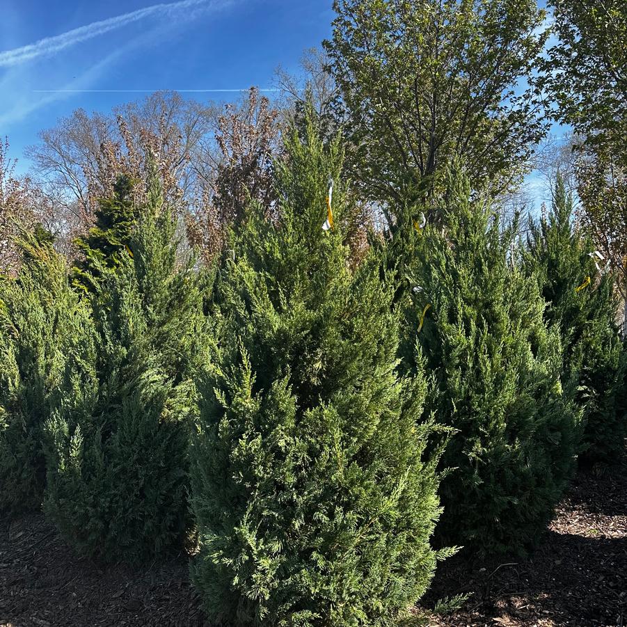 Juniperus chinensis Blue Point