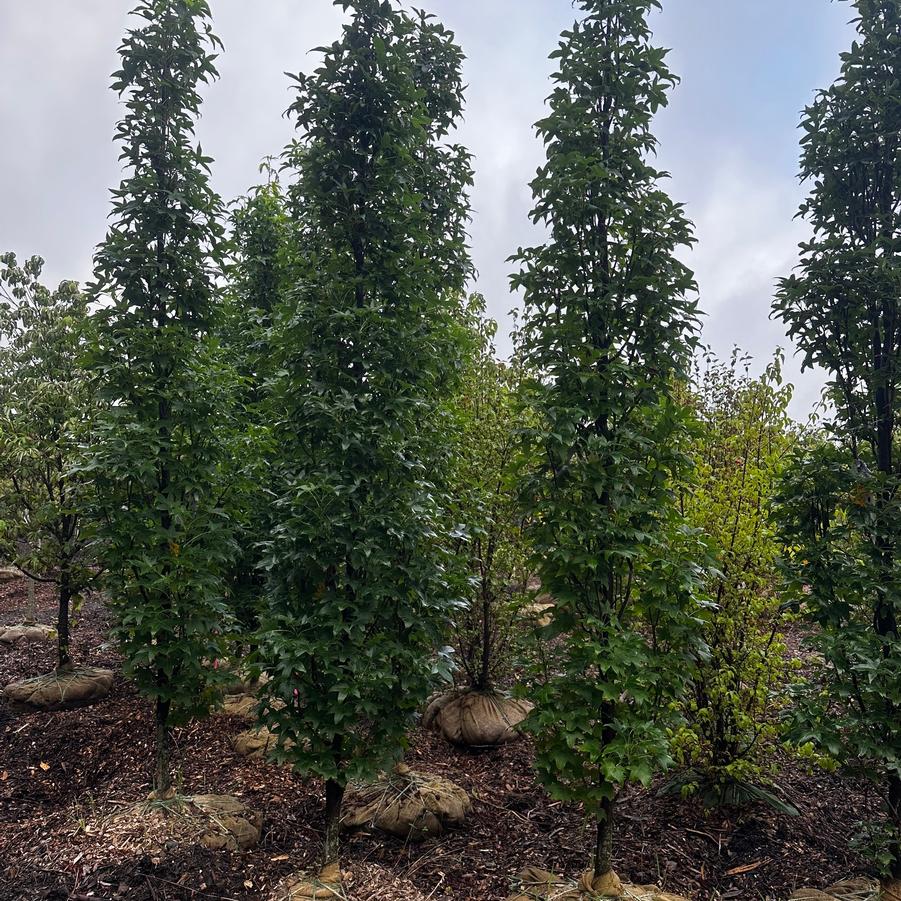 Liquidambar styraciflua Slender Silhouette