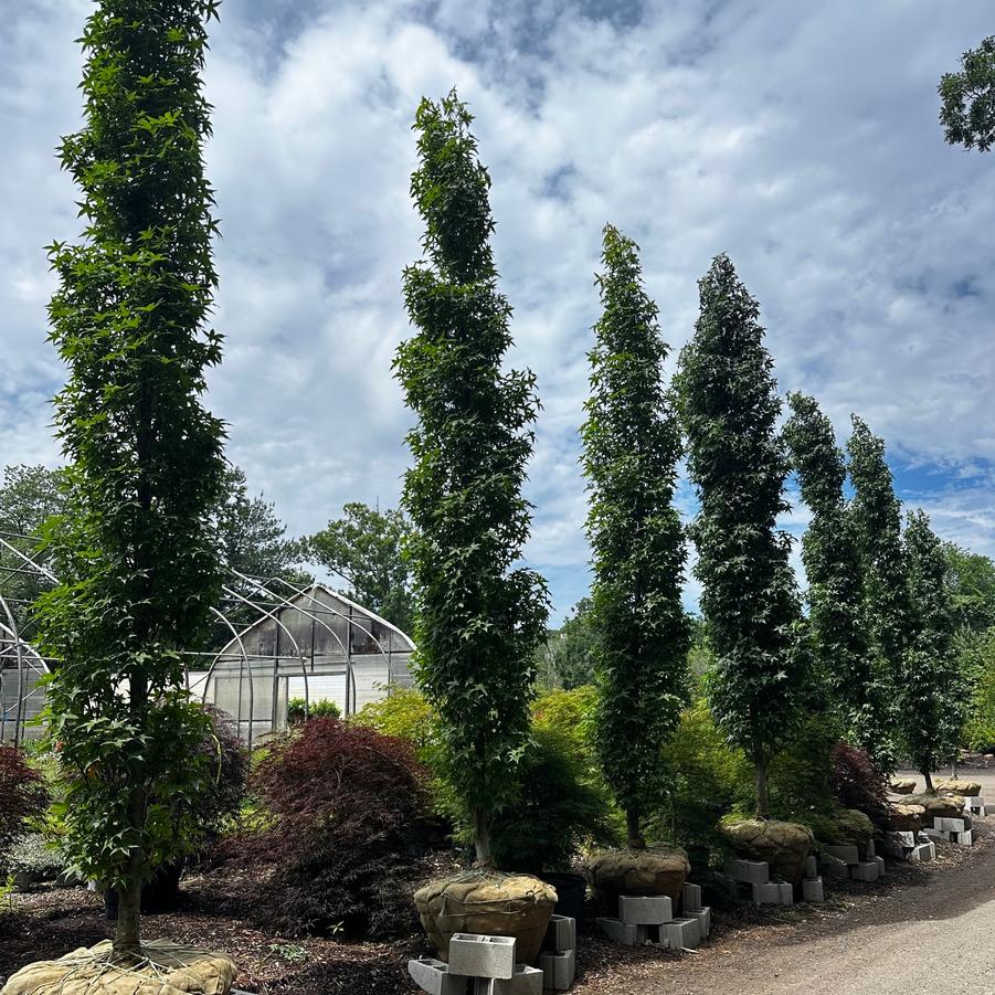 Liquidambar styraciflua Slender Silhouette