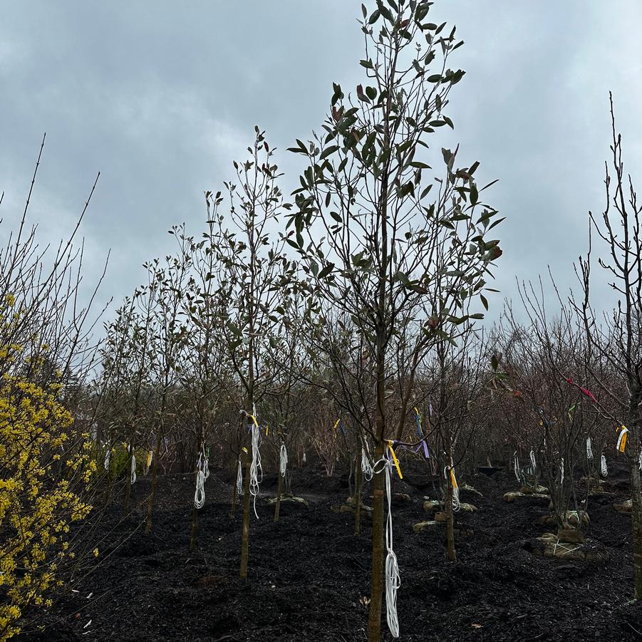 Magnolia virginiana Moonglow®