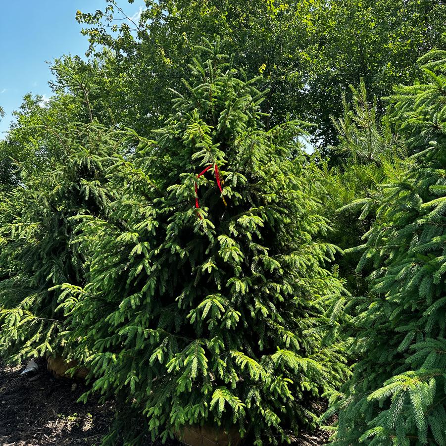 Picea abies 