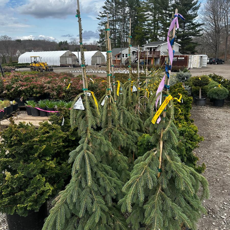 Picea glauca Pendula