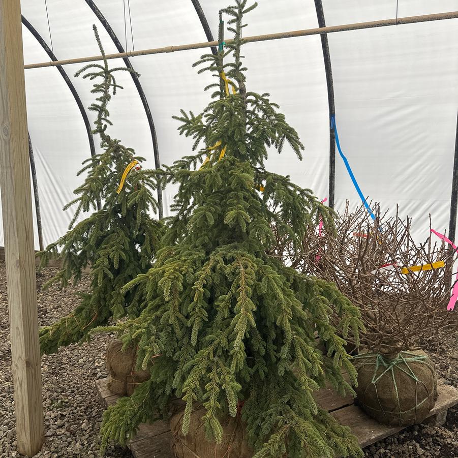 Picea glauca Pendula