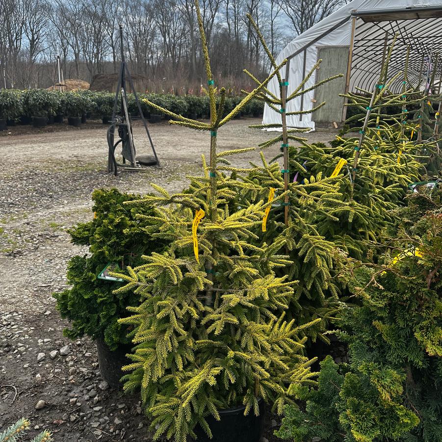 Picea orientalis Skylands