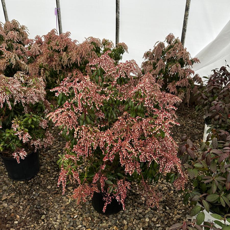 Pieris japonica Dorothy Wycoff