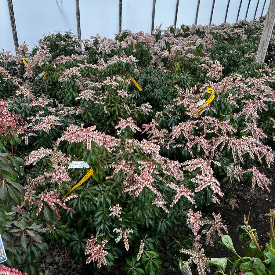 Pieris japonica Dorothy Wycoff
