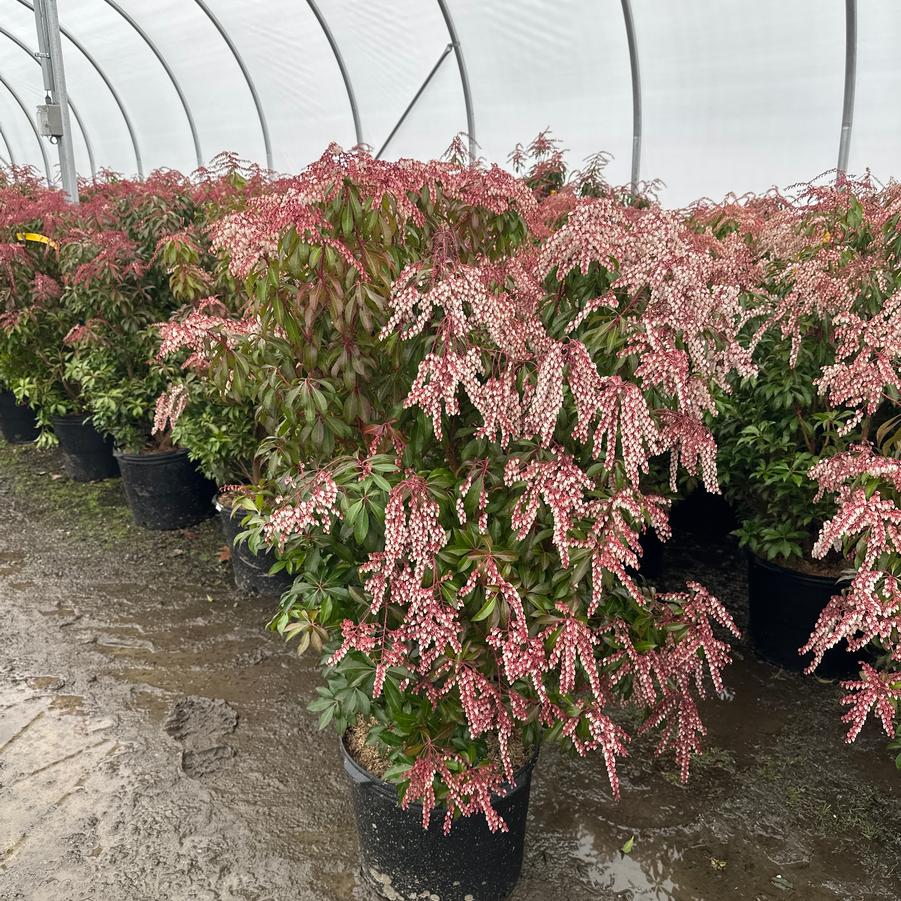 Pieris japonica Dorothy Wycoff