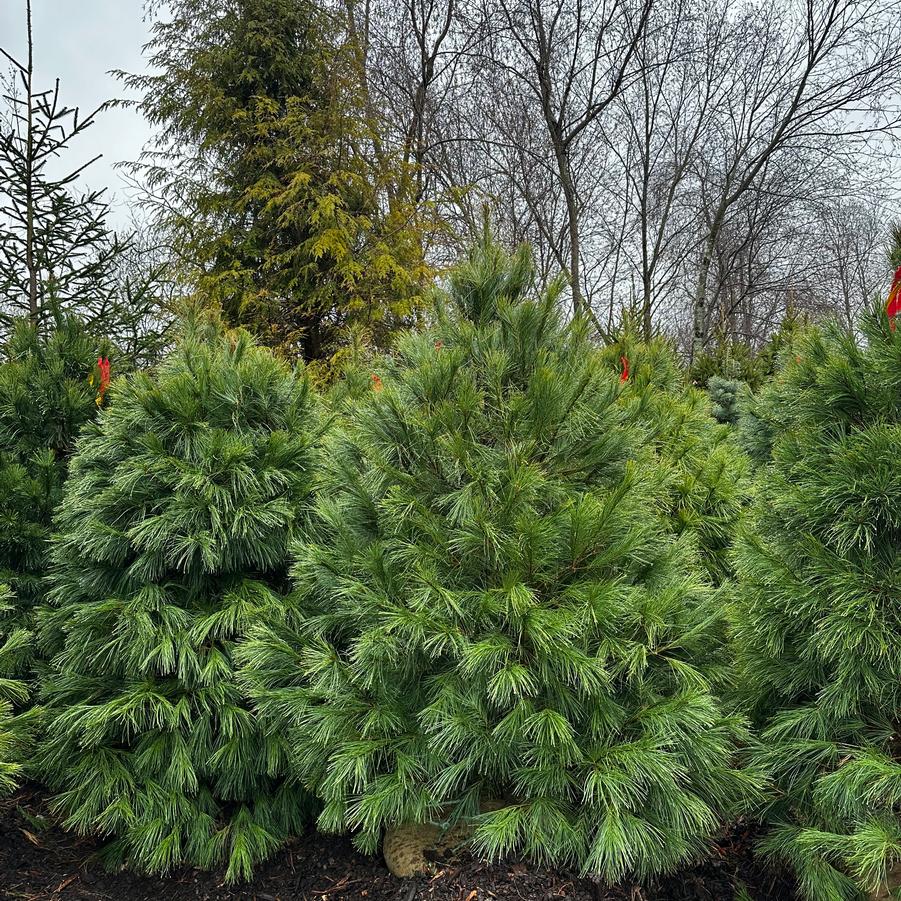 Pinus strobus 