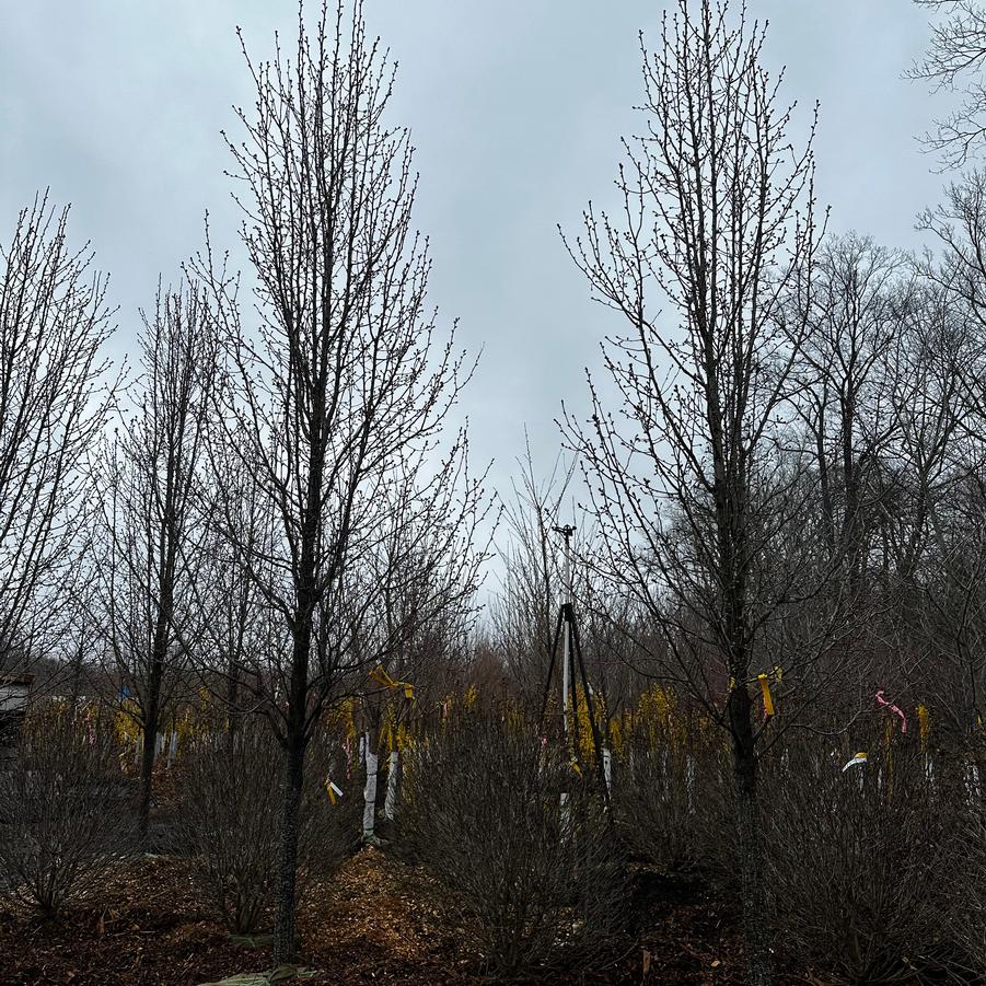 Pyrus calleryana Cleveland Select