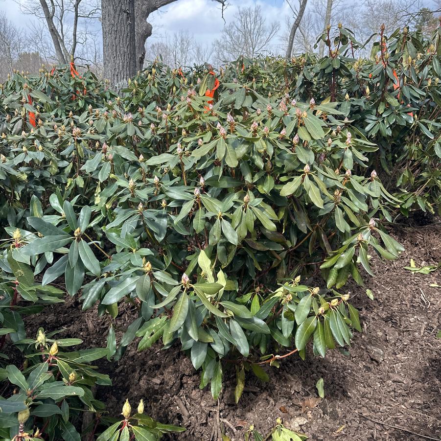 Rhododendron maximum Roseum