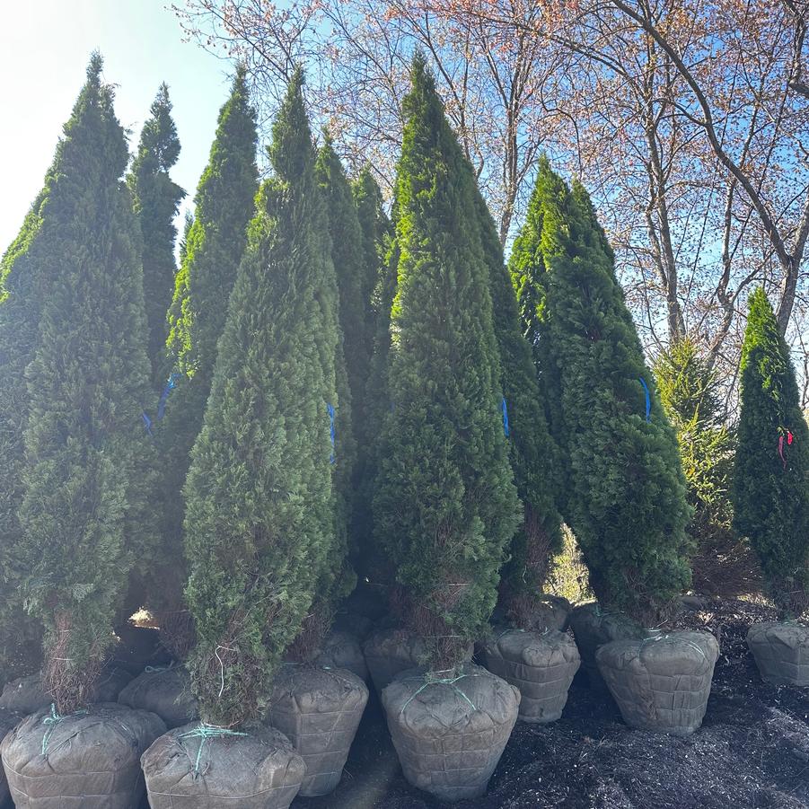 Thuja occidentalis Emerald Green