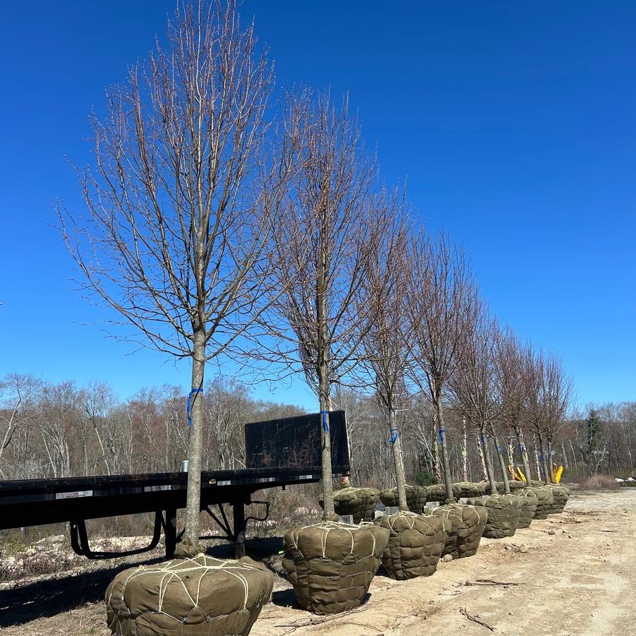 Tilia cordata Greenspire