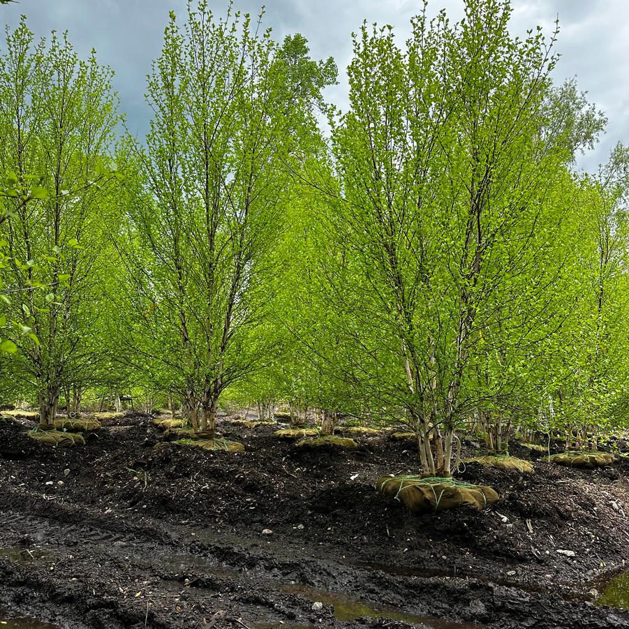 Betula nigra Heritage®