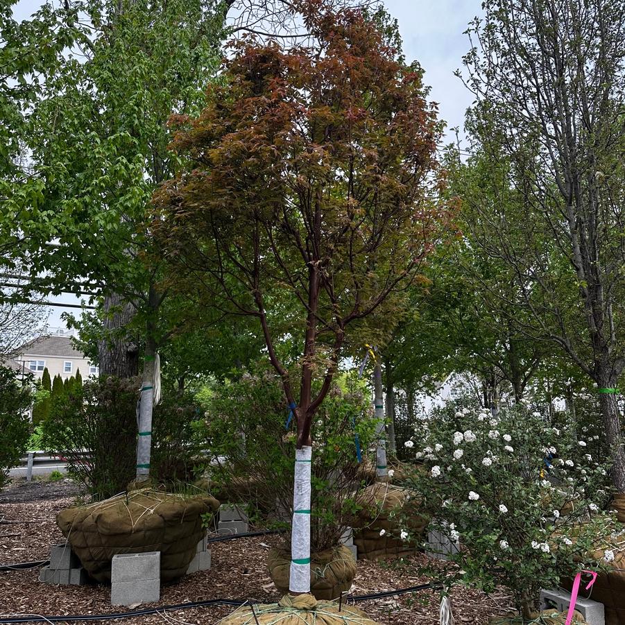 Acer griseum 