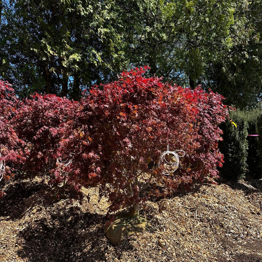 Acer palmatum var. atropurpureum Bloodgood