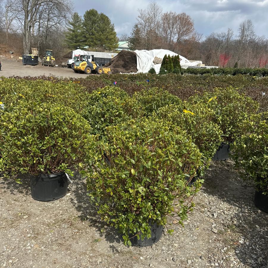 Azalea Glenn Dale hybrid Delaware Valley White