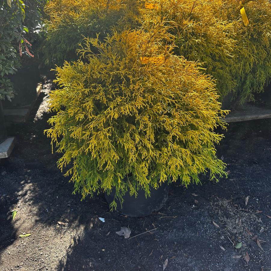 Chamaecyparis pisifera Gold Mop