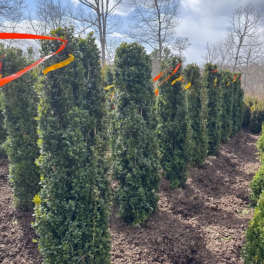 Buxus sempervirens Dee Runk