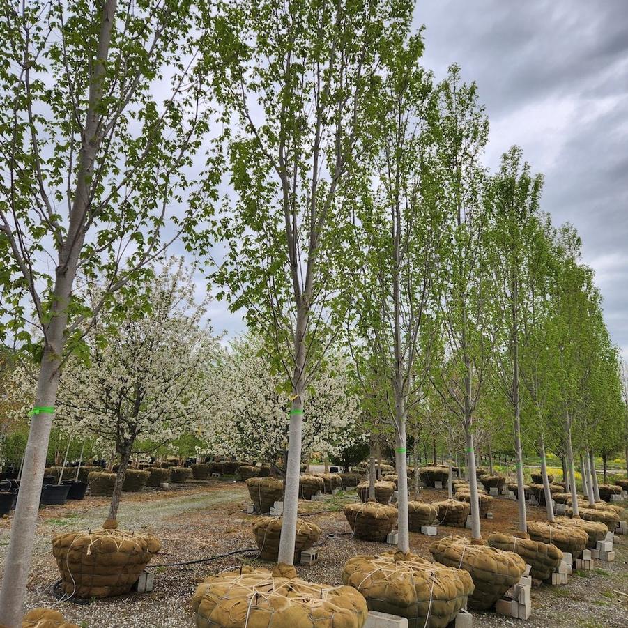 Acer x freemanii Armstrong