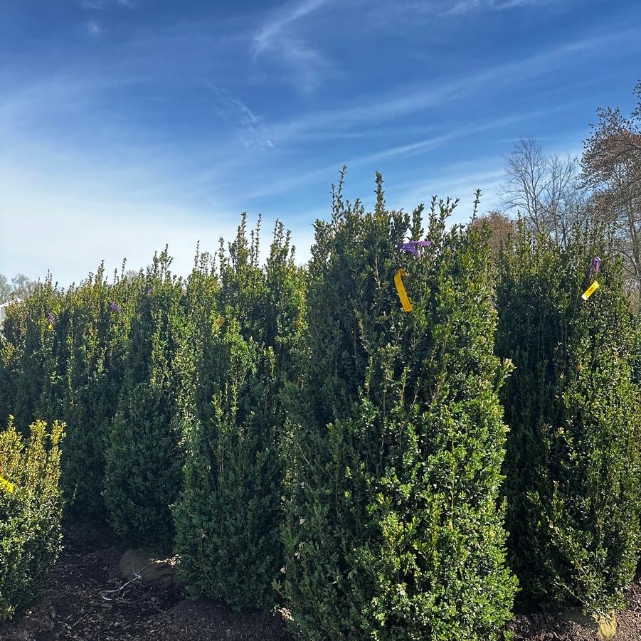 Buxus sempervirens Fastigiata