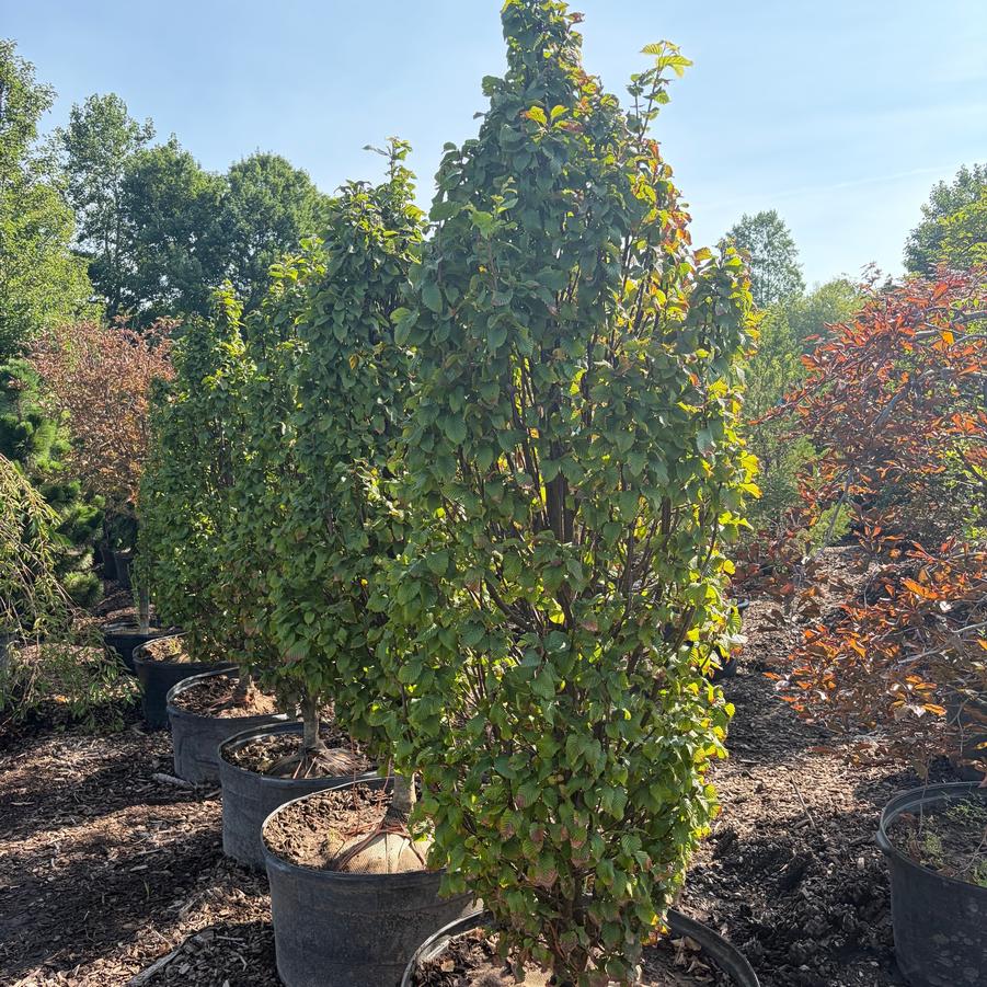 Carpinus betulus Columnaris Nana