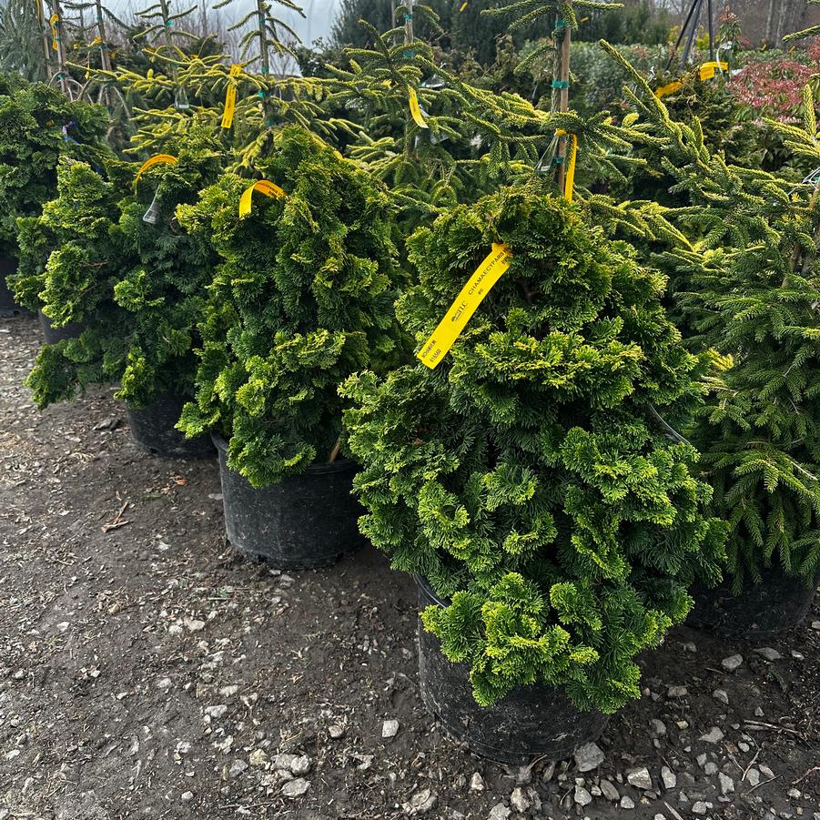 Chamaecyparis obtusa Verdoni