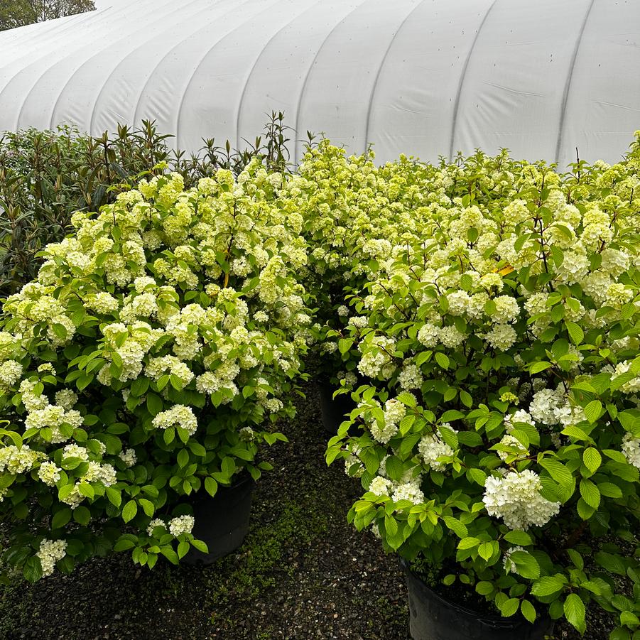 Viburnum plicatum f. plicatum Newport