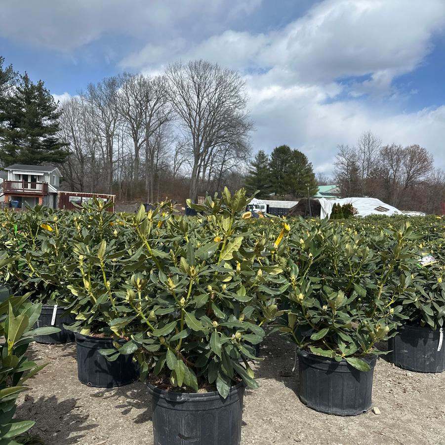 Rhododendron Nova Zembla