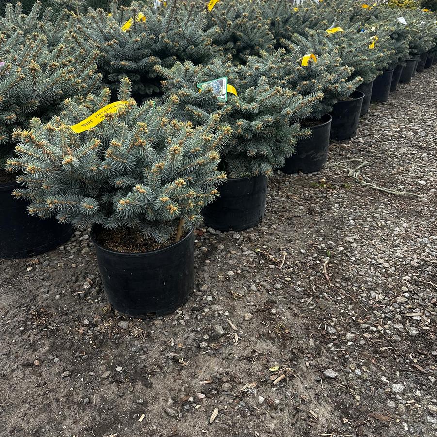 Picea pungens Glauca Globosa