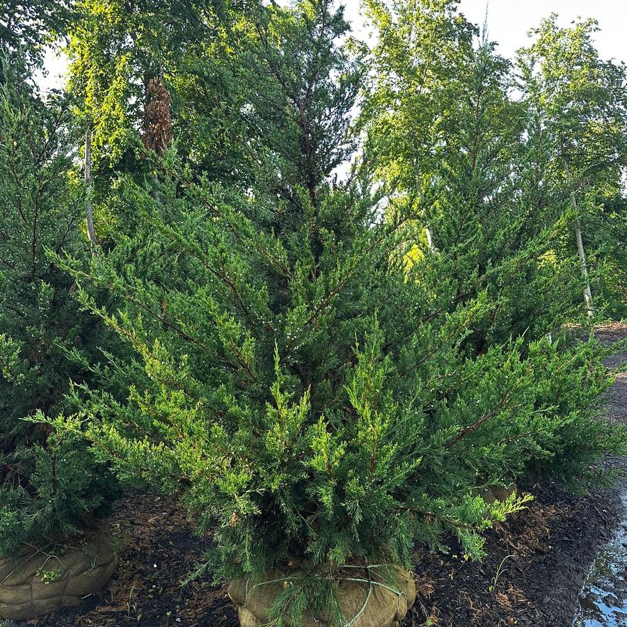 Juniperus chinensis Hetzii Columnaris