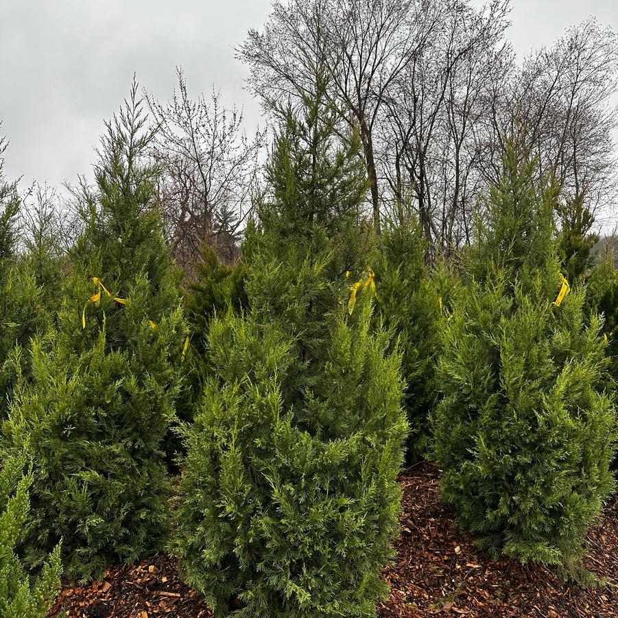 Juniperus chinensis Keteleeri