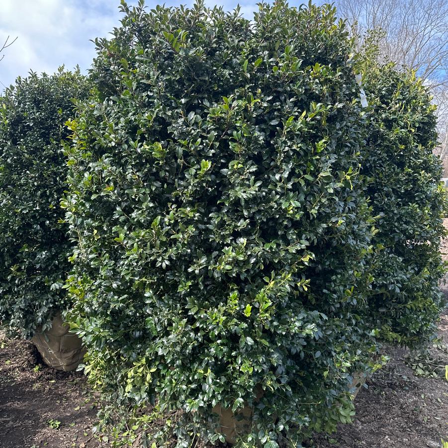 Ilex x meserveae Blue Maid