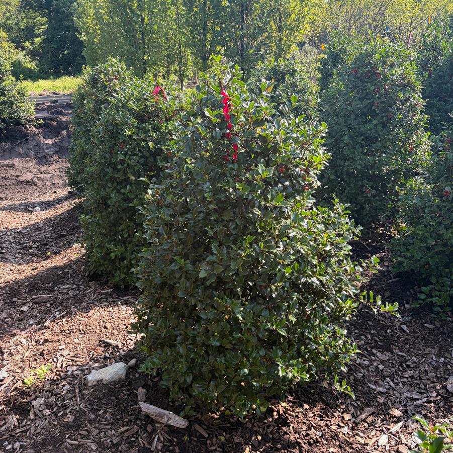 Ilex x meserveae Blue Princess