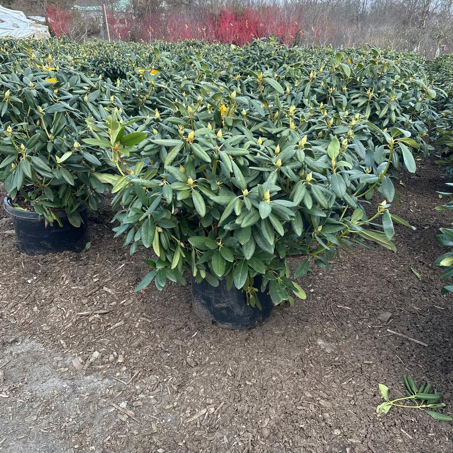 Rhododendron catawbiense Boursault
