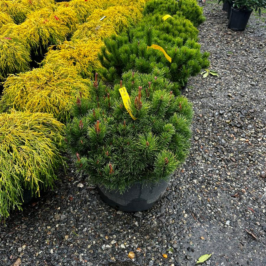 Pinus mugo var. pumilio 