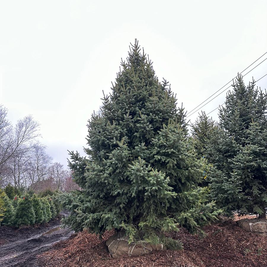 Picea meyeri 