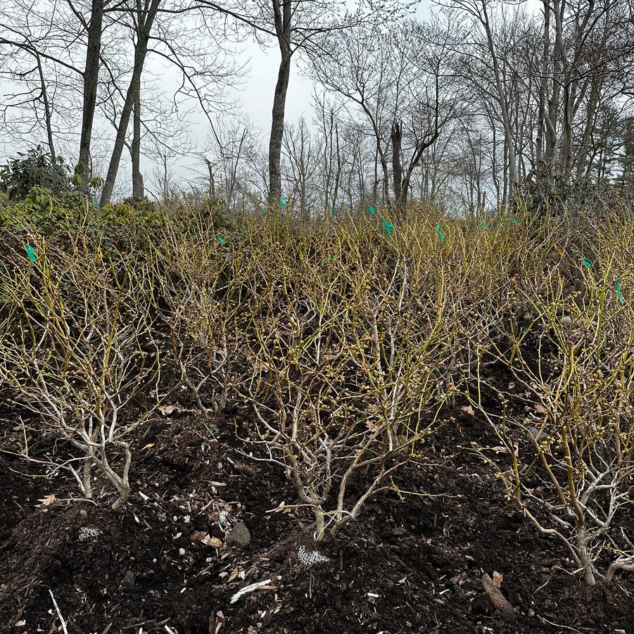 Vaccinium corymbosum Jersey