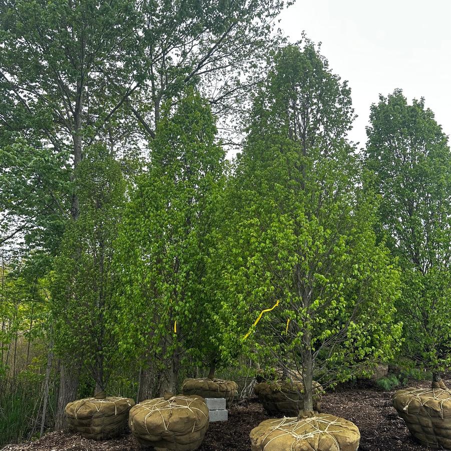 Carpinus betulus Frans Fontaine