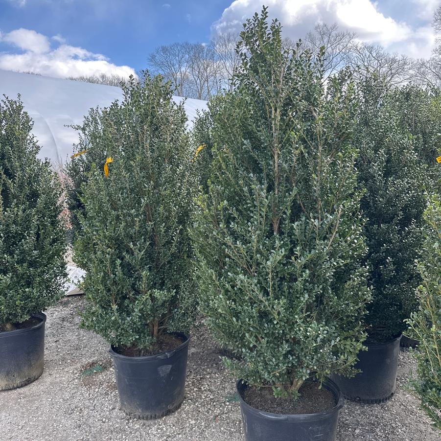 Ilex crenata Steeds