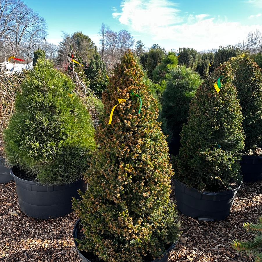 Cryptomeria japonica Black Dragon
