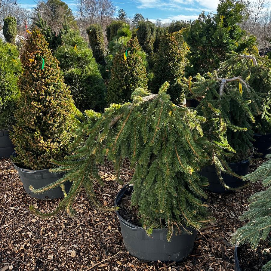 Picea abies Pendula