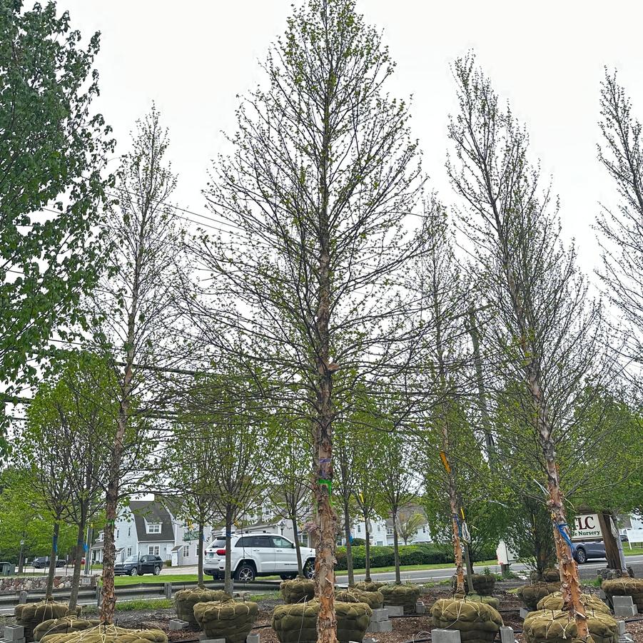 Betula nigra Heritage&reg;