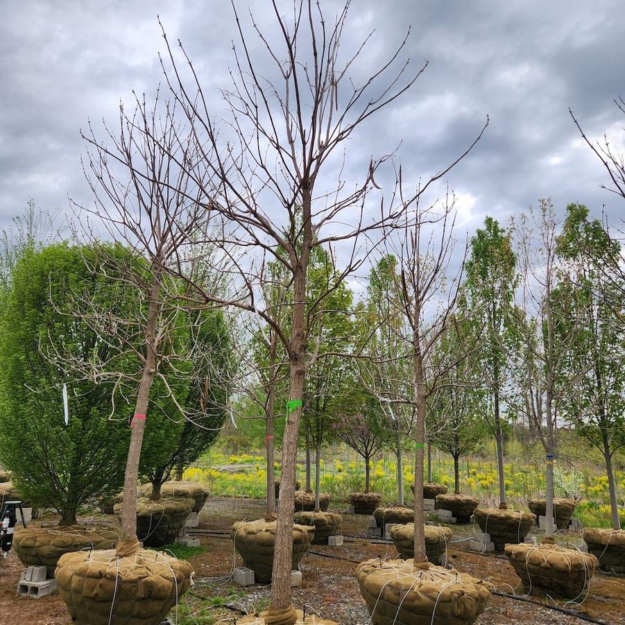 Catalpa speciosa 
