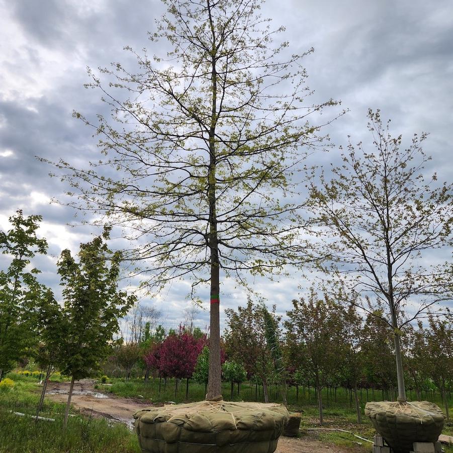 Quercus palustris 