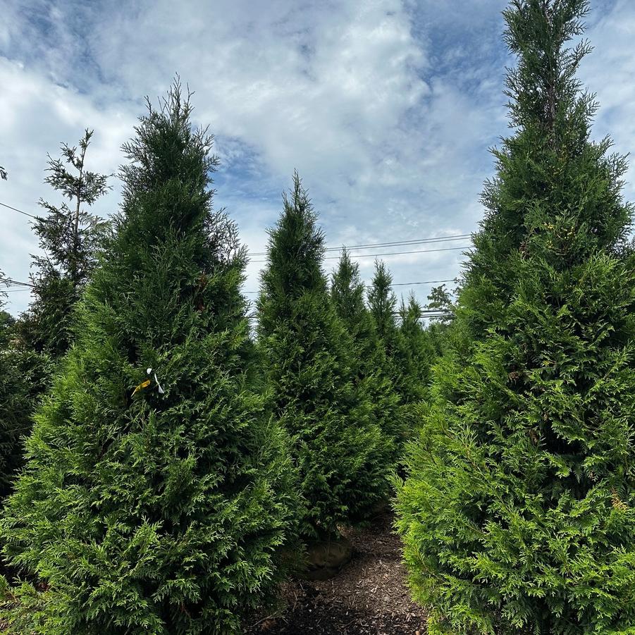 Thuja occidentalis American Pillar